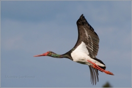 <p>ČÁP ČERNÝ (Ciconia nigra) Harta</p>